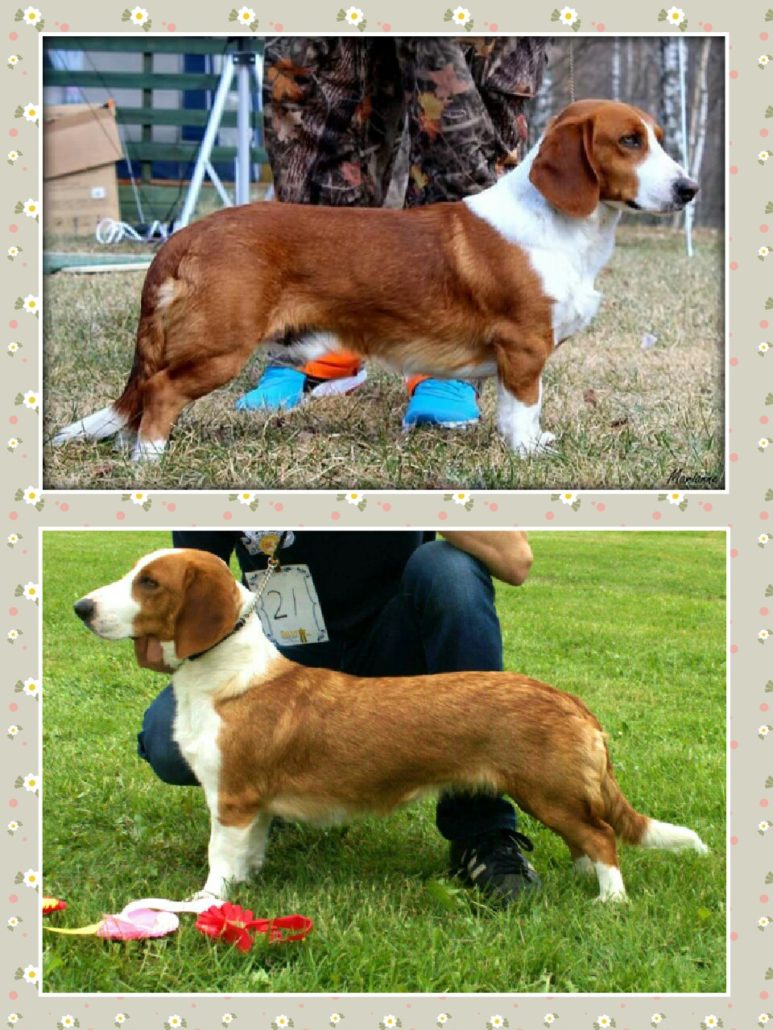 collage-1485426964508